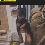 looking for a Doberman either adoption or for sale in UAE