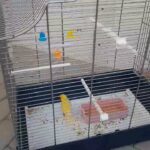 Free canary and cage