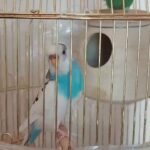 Budgie female and male