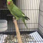 green ringneck