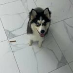 Pure Siberians Husky Female 5 months