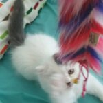 persian pure breed kitten