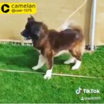 American akita female 5500