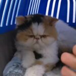 PURE peke punch face cate قطة بيكي بنش فيس اصلية مع عيون واسعة
