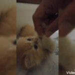 Persian mixed Angora 1.5 month male and female Blue eyes 1500 for 2