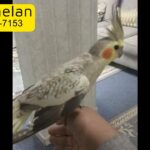 Two Cockatiels 1 male 1 female fully hand tamed