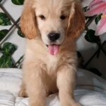 Golden Retriever Puppy King size