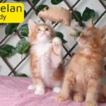 Purebred mainecoon kitten for sale