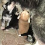 puppies Alaskan malamute mix with German shepperd