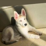 Tiya 3 month Husky