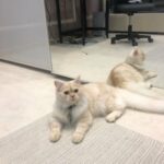 6 month Persian and Turkish cat
