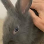 netherland dwarf bunny rabbit