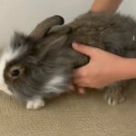 Lionhead dwarf bunny rabbit