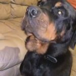 Rottweiler male for sale not aggressive
