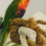 4 parrots - sun conure , green cheek conure , pineapple conure , Lori rainbow