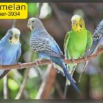 budgies