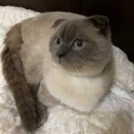 scottish fold male cat for mating