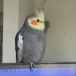Male Cockatiel, never bites, talks and whistles