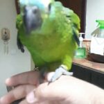 amazon blue fronted baby 5 months