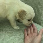 I am looking for golden retriver female puppy