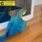 macaw parrot available for sale