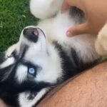 Pure Breed Alaskan Malamute (Female)