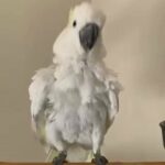 sulphur crested cockatoo  -كوكاتو سلفر كرستد