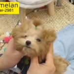 Korean poodle imported