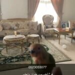 لوف بيرد