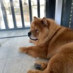 chow chow male available for mating