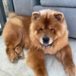 male Chow for mating