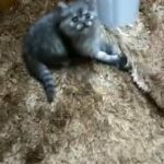 قط شنشيلا شيرازي Persian chinchilla