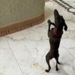Italian greyhound puppies for sale