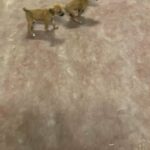 Italian greyhound puppies