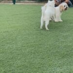 japanese spitz puppy