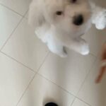pure Maltese male - meeting , vaccinated , and healthy