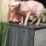 Sphynx Male Cat