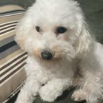 bichon frise