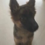 German shepherd 4 months trained with passport and vaccine call 0563210979
