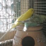 Budgie breeding pair