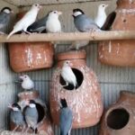 Java breeding pair