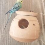 Budgie breeding pair