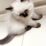 Himalayan breed kittens