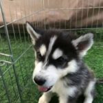 puppies husky’s for sale