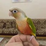 pineapple conure