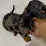 male dachshund puppy for sale