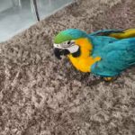Baby Golden Blue Macaw age 6 months