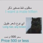 wanted any male kitten قط ذكر صغير