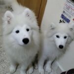 2 Samoyed puppies