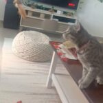 American shorthair female . fully vaccinated 8 Month